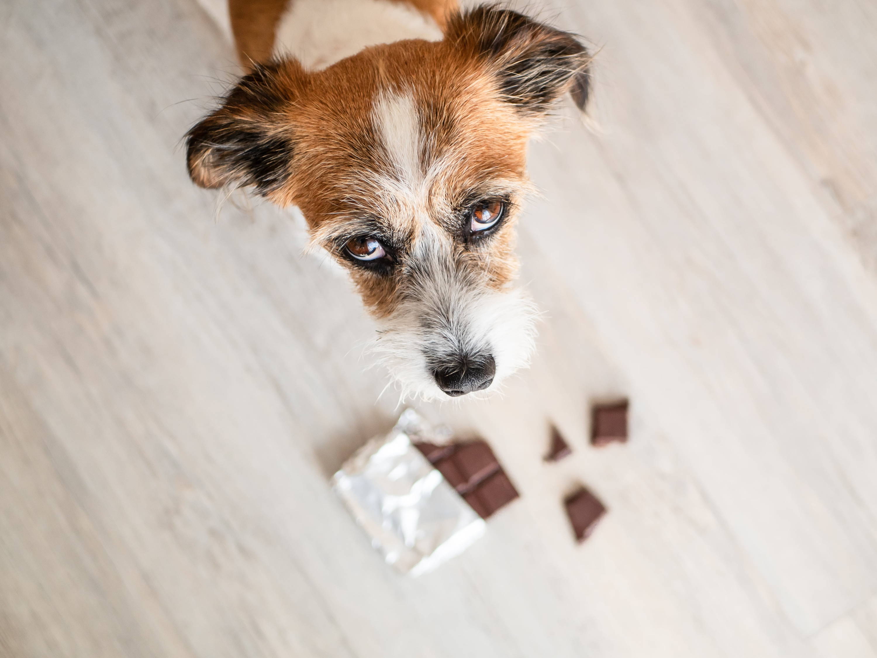 Dog looking up at owner with a guilty expression as an open chocolate bar lies on the floor nearby.