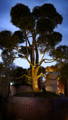 Architecturally designed tree, illuminated by Garden Lighting by Havit