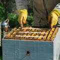 beekeeper-organically-treating-varroa-mites-infestation beekeeper-organically-treating-varroa-mites-infestation