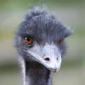 ten fascinating facts about emus