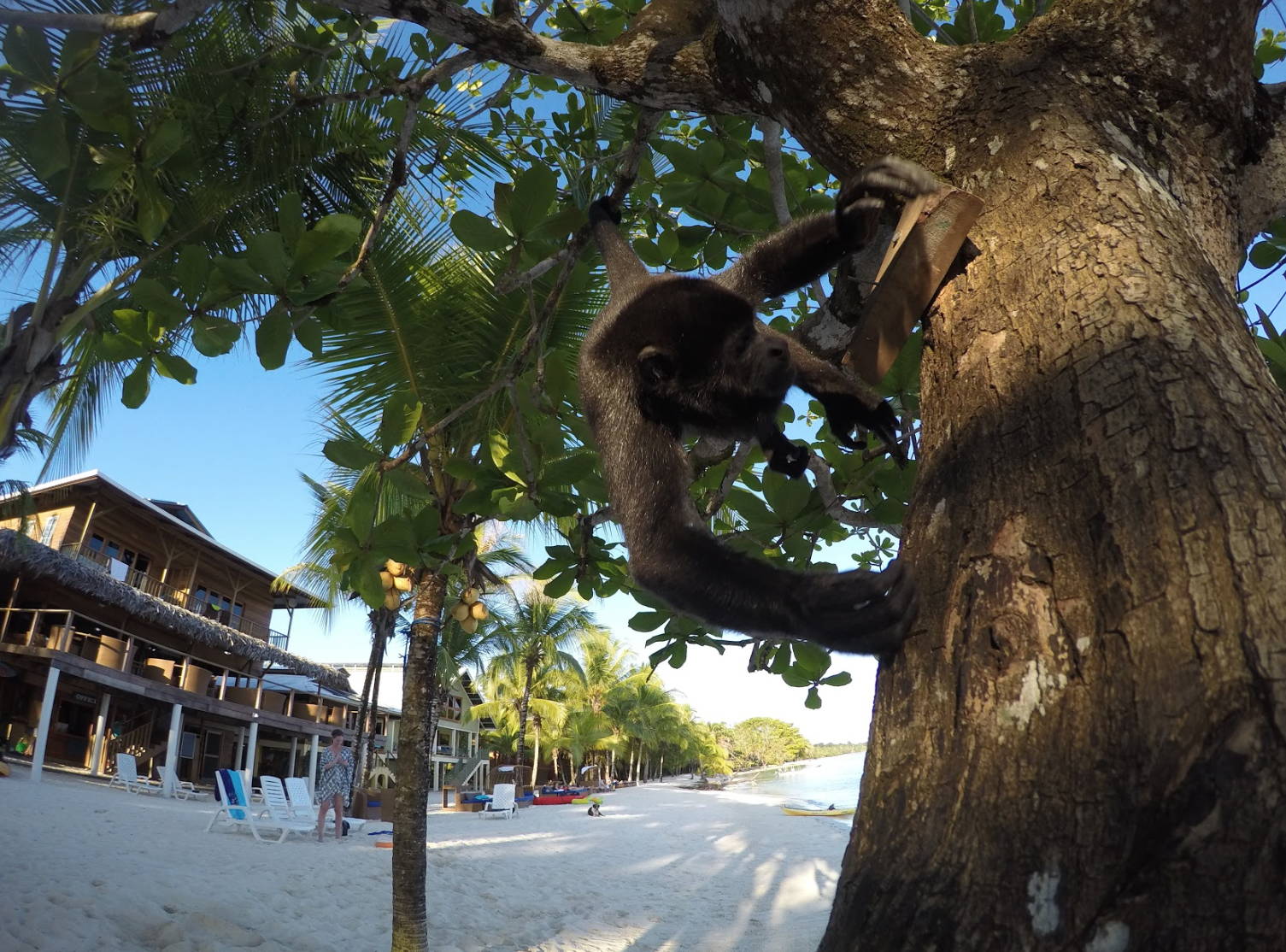 A monkey climbing a tree in Panama