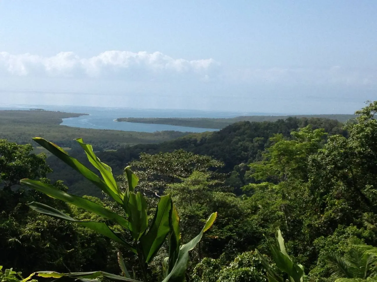 Daintree Forrest Full Day Sightseeing Tour