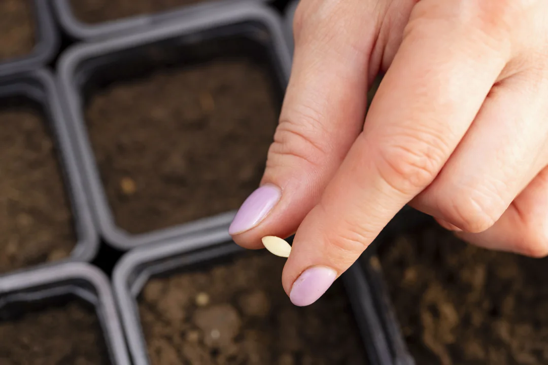 A hand planting cucumber seeds into black plastic pots filled with growing medium