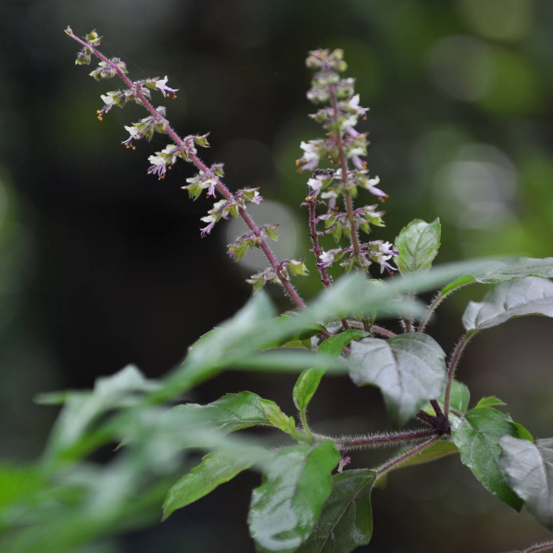 plante de tulsi