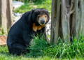 Sun bear sitting by a tree trunk in a forest