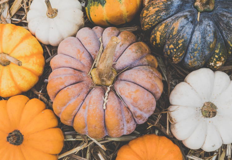 かぼちゃ 皮 オレンジ