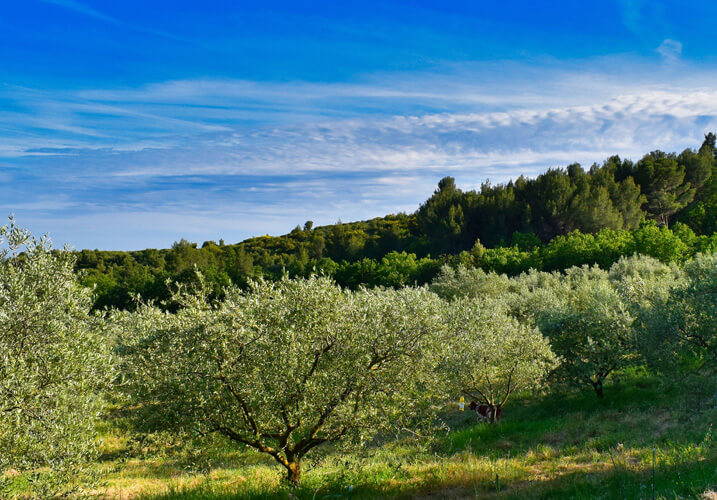 Montmajour is a woody amber scent with cypress tree notes, a delicious luxury scented candle