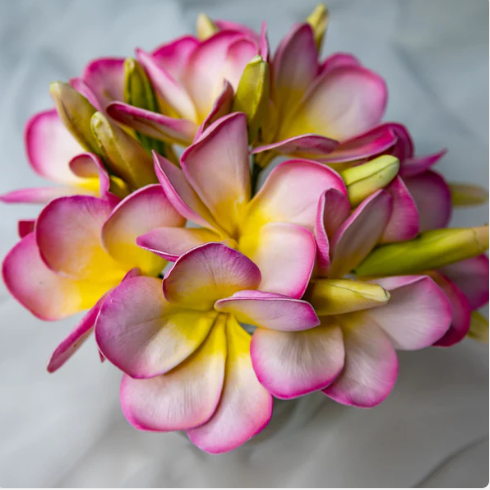 Light Pink with Buds Frangipani Flowerhead (6 Pack) - Realistic Artificial Flowers - Image 2