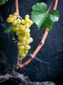 Grappe de raisin de Rèze