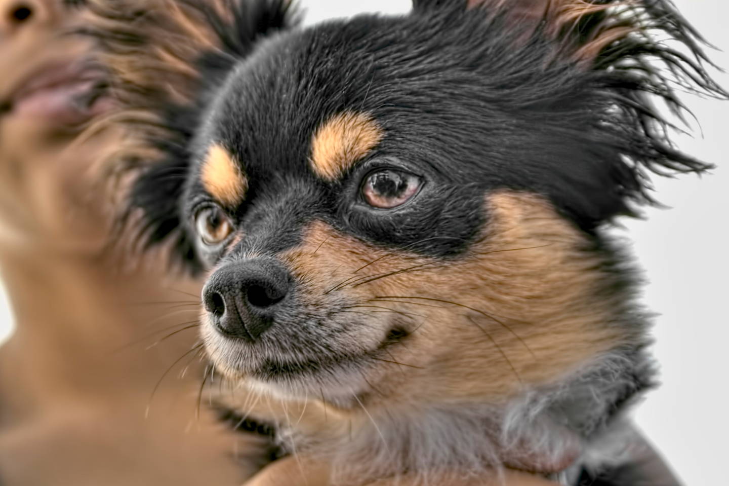 chihuahua affenpinscher mix