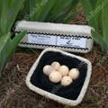 ayam-cemani-hatching-eggs-gypsy-shoals-farm