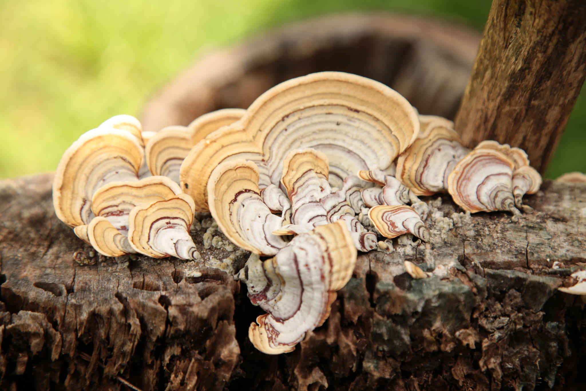 Turkey Tail mushroom growing on tree