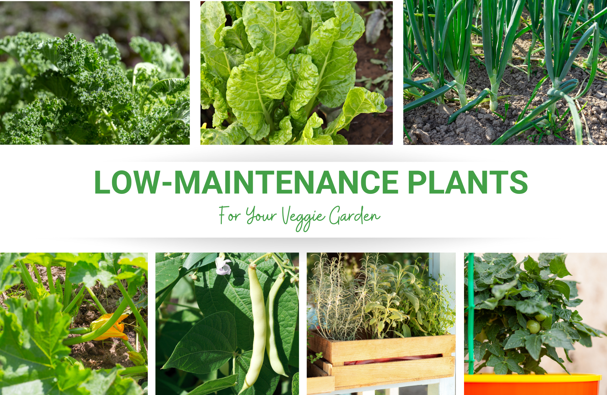 Collage of plant images with the words "low-maintenance plants for your veggie garden"