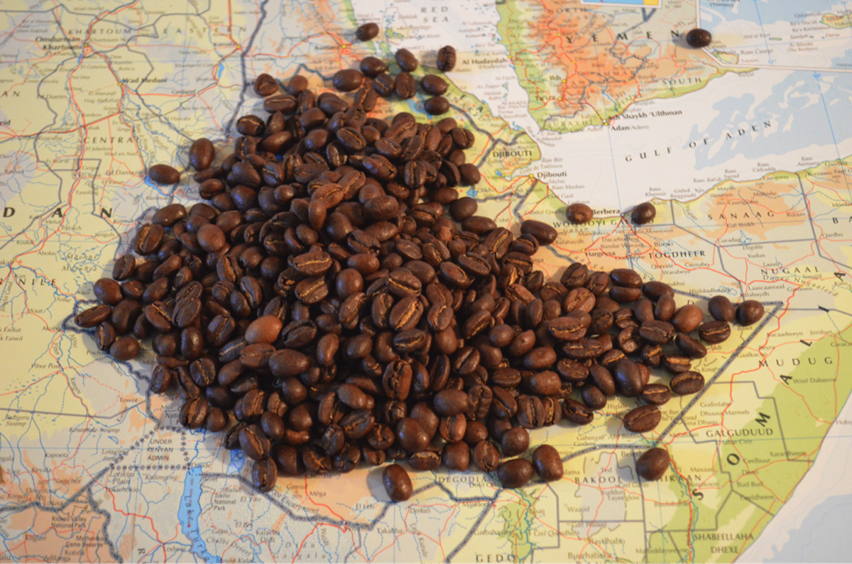 Ethiopian coffee growing landscape