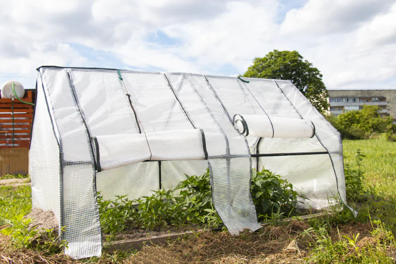 Plastic greenhouse with the side panels rolled up to improve airflow.