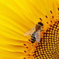 honeybees-like-yellow-colored-flowers