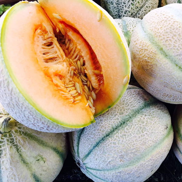 melon-charentais
