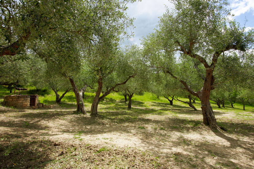 Home restaurants Tricarico: Lucana tasting in a centuries-old organic olive grove