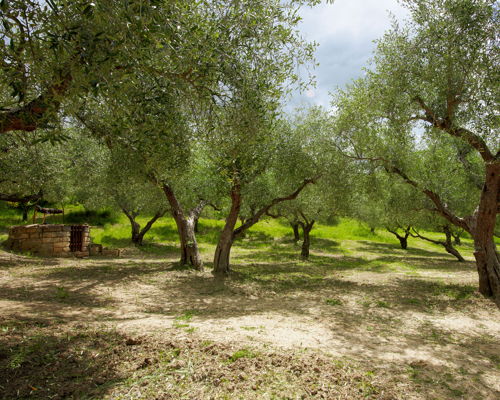 Esperienze gastronomiche Tricarico: Degustazione Lucana in un uliveto secolare biologico