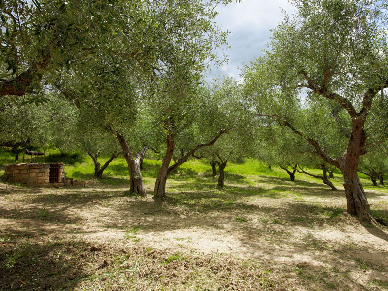 Cooking classes Tricarico: Extra virgin olive oil tasting in century-old olive grove