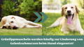 Grünlippmuscheln werden häufig zur Linderung von Gelenkschmerzen beim Hund eingesetzt