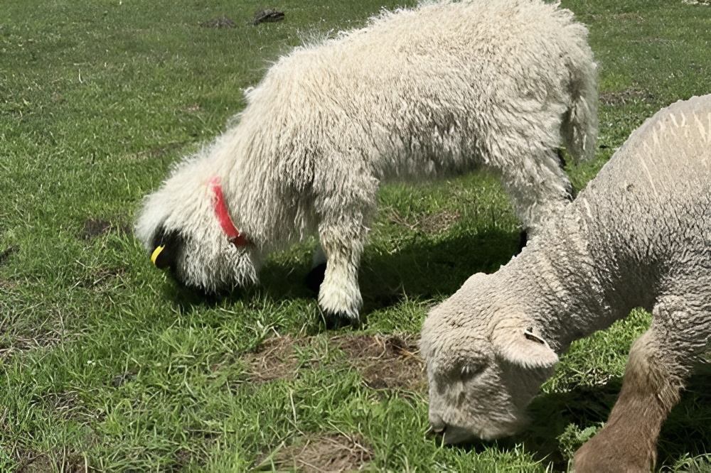 Mini Munchers Petting Zoo Voucher - Image 5