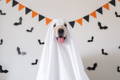 Dog dressed in a ghost costume with Halloween decorations in background