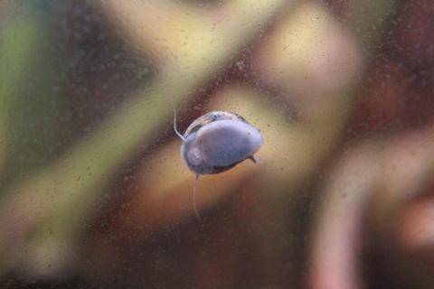 Nerite Snails