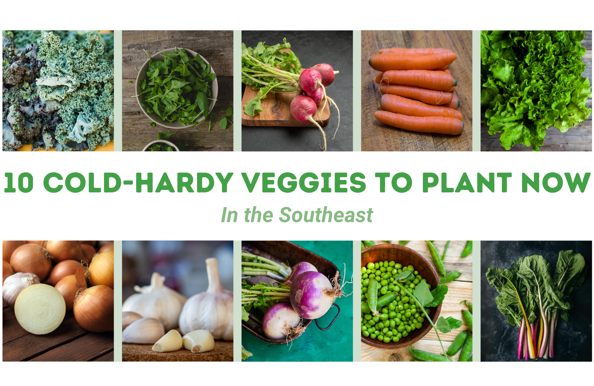 A collage of the 10 plant picks with the text "10 Cold-hardy Veggies to Plant Now in the Southeast"