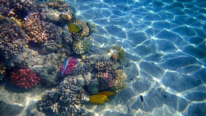 coral reef from the Red sea, makadi bay
