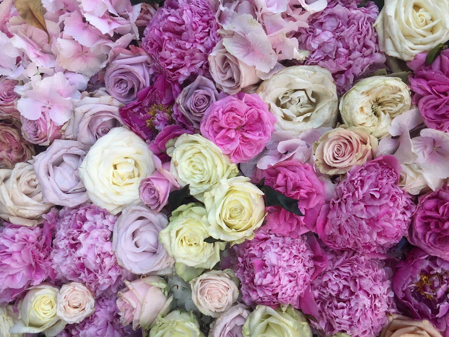 beautiful roses