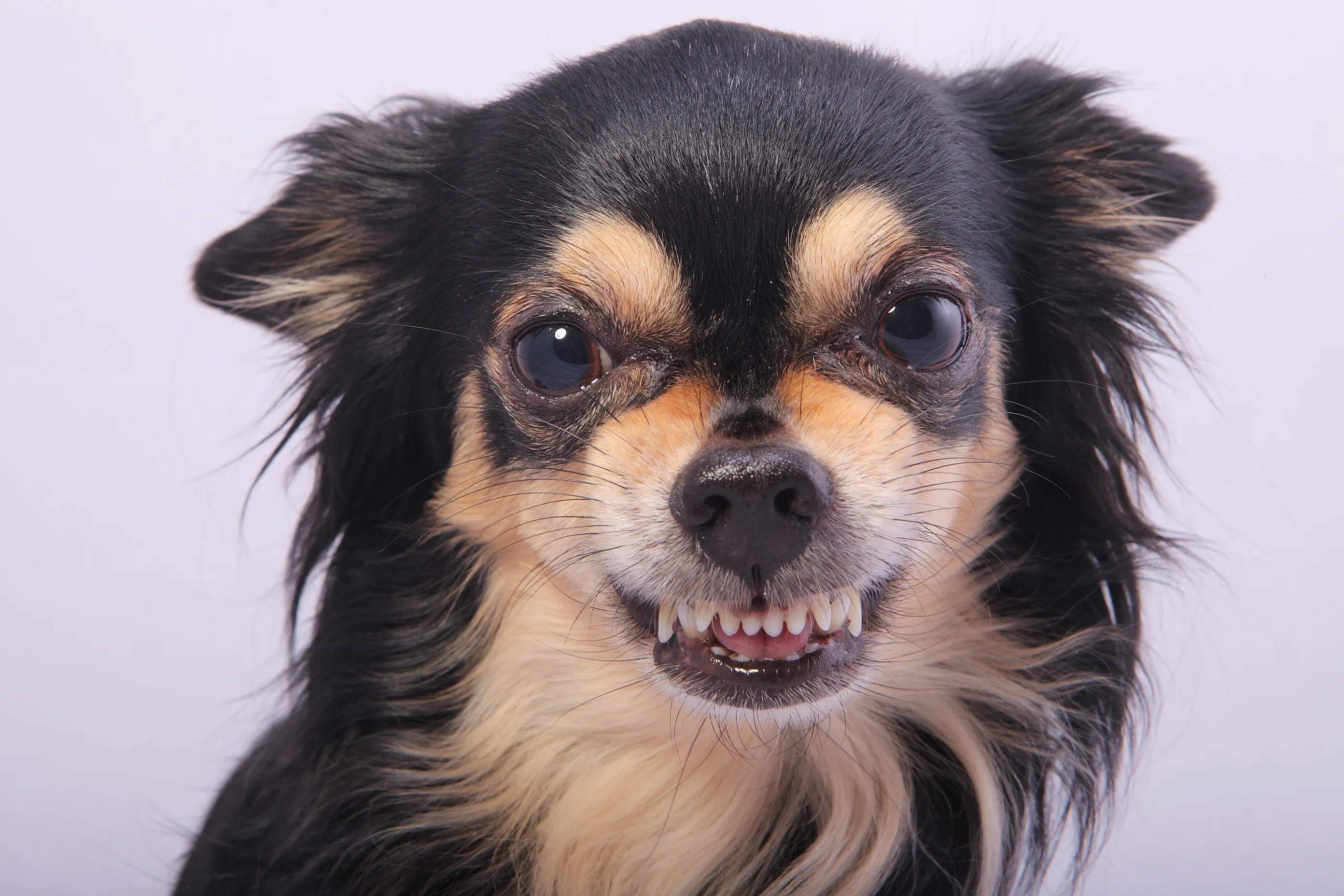 mean chihuahua