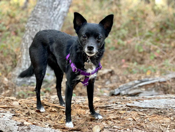 schipperke chihuahua mix black and white