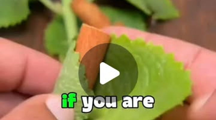 Main Content Image