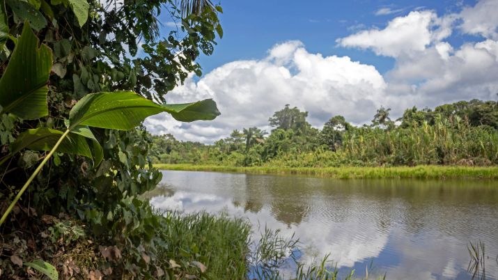 Madidi National Park spans across nearly 19,000 square kilometers, encompassing diverse ecosystems ranging from lowland rainforests to high Andean mountains