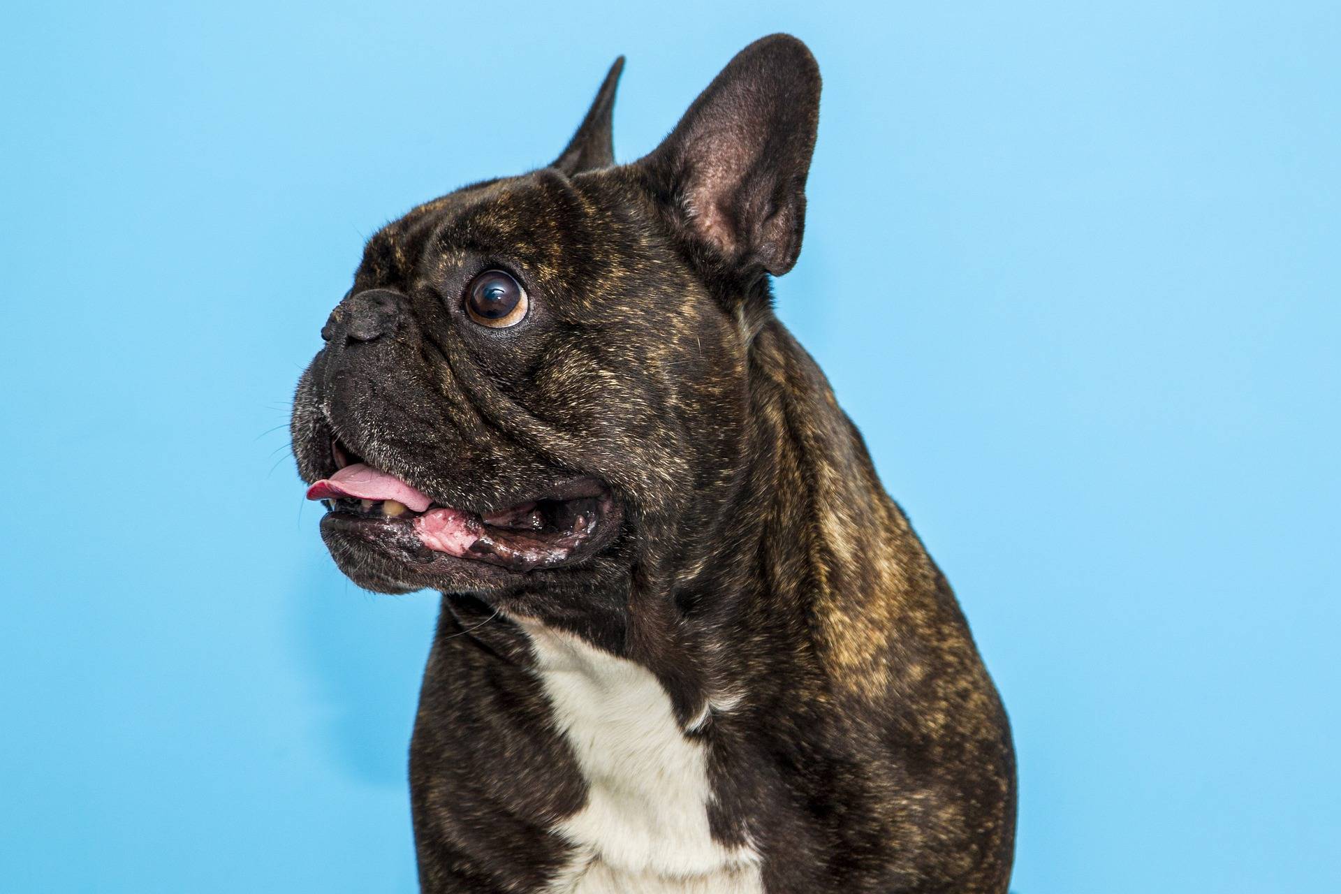 how long do french bulldogs live on average