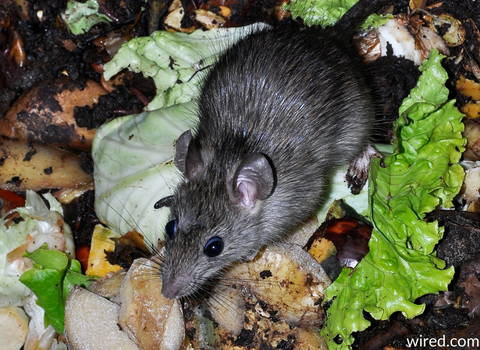 what_do_rats_like_to_eat