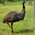 female_emu_in_grasslands_gypsy_shoals_farm female_emu_in_grasslands_gypsy_shoals_farm