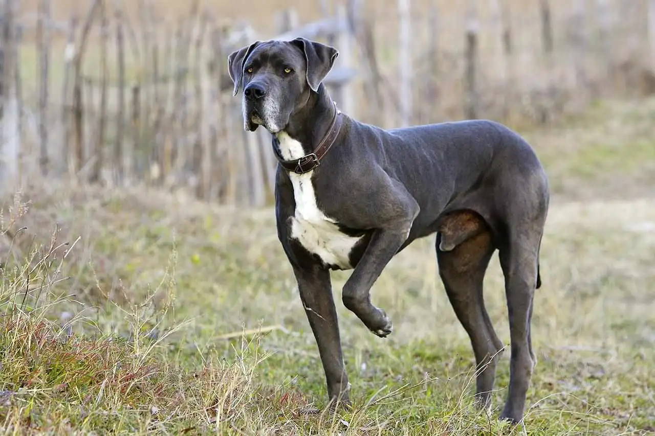great dane and chihuahua mix