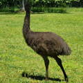 juvenile_emu_standing_tall_gypsy_shoals_farm juvenile_emu_standing_tall_gypsy_shoals_farm