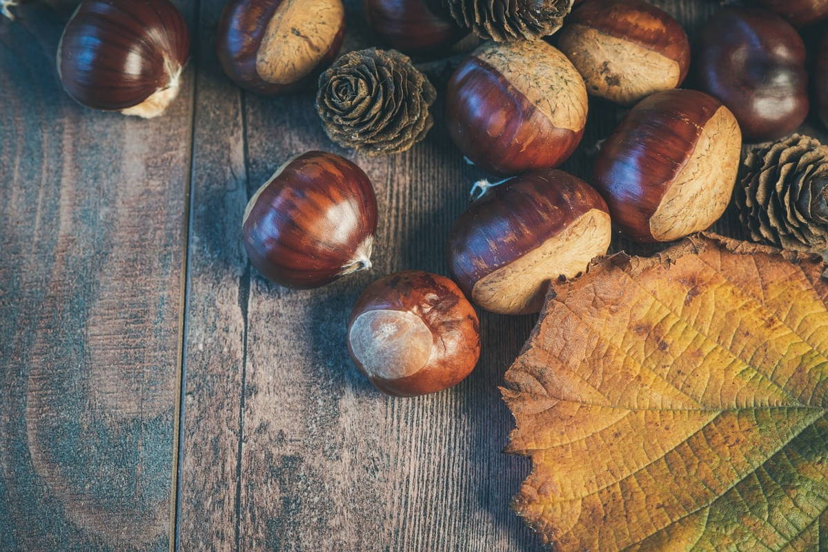 châtaignes en automne en Valais