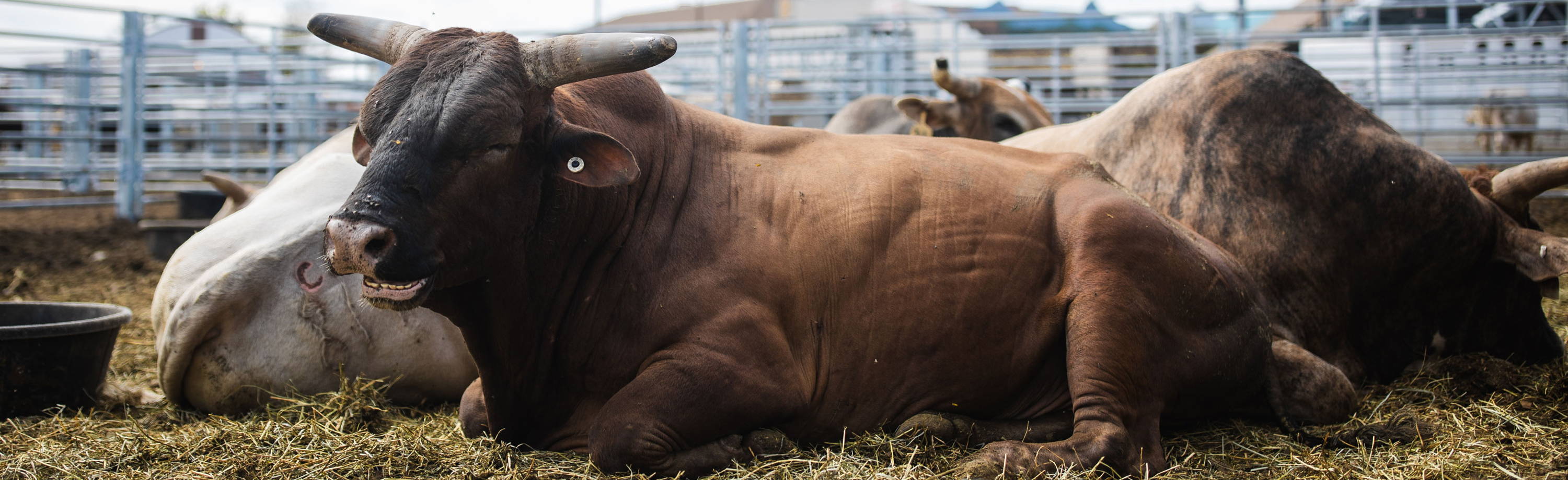 picture of bulls