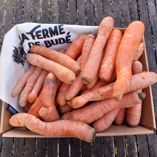 carton-de-carottes-bio-5kg