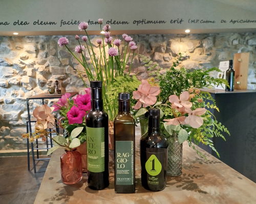Tour enogastronomici Bevagna: Bevagna: visita in frantoio e degustazione oli extravergini