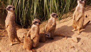 fotoctpbo erdmännchenfamilie