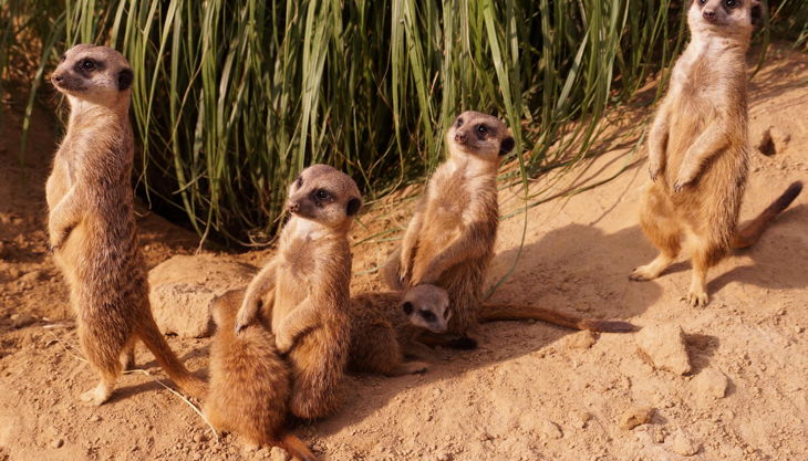 fotoctpbo erdmännchenfamilie