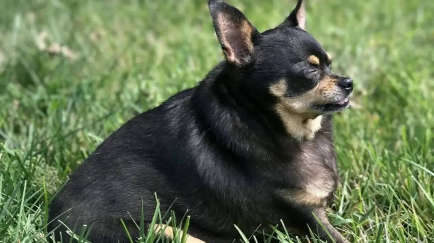 how long does chihuahuas live