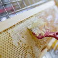 removing_beeswax_cappings_from_honey_frame removing_beeswax_cappings_from_honey_frame