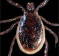deer tick male picture