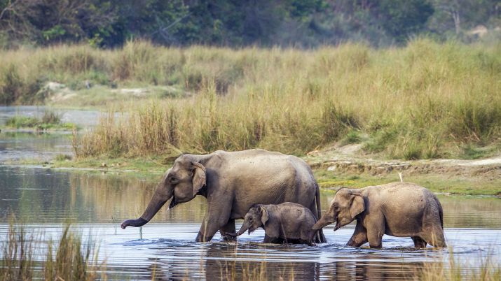 Chitwan National Park stands out as a premier destination for wildlife safaris in Nepal due to its remarkable biodiversity, accessibility, and diverse range of safari options